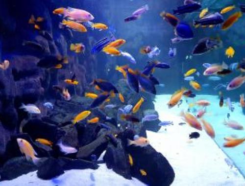Sladkovodní akvaria