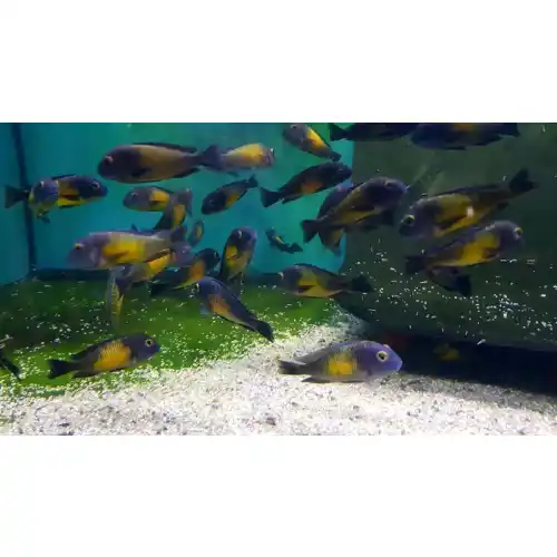 ryby jezero Tanganika