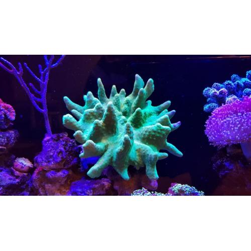 Kožnatí a ostatní korály