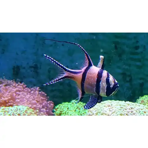 Parmovci