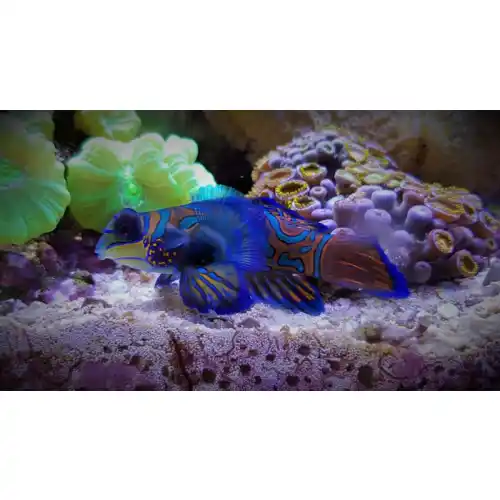 Slizouni