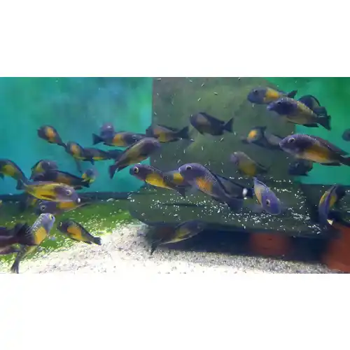 Tropheus Kasakalawe WF