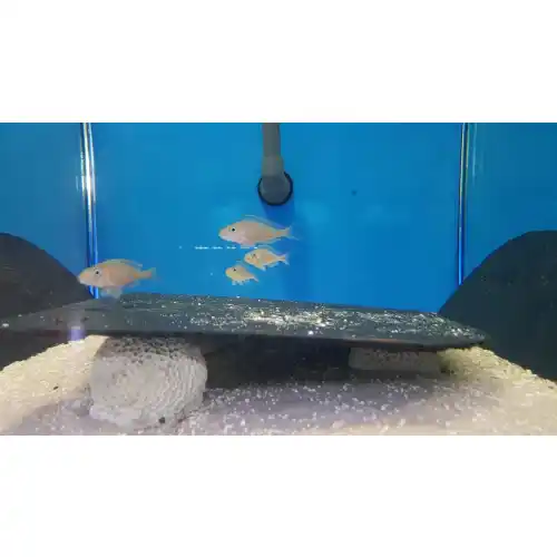 Xenotilapia flourescent green + nigrolabiata Red princess