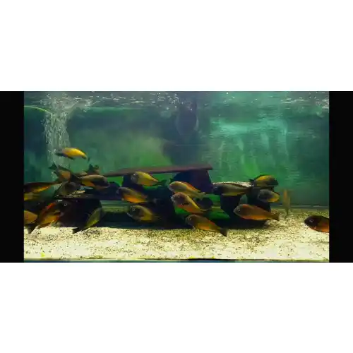 Tropheus ilangi Yellow WF