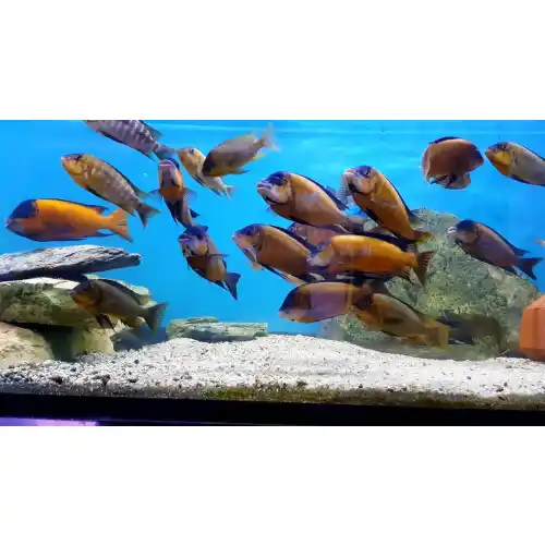 Petrochromis red bulu point